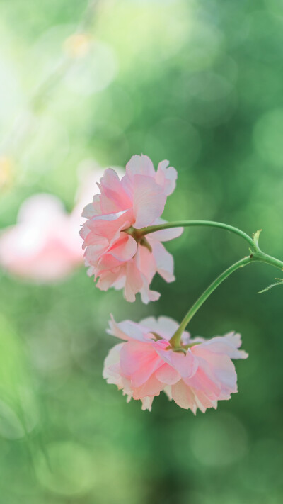 你是人间四月天#遇见春光#
摄影@五月PHOTO ​