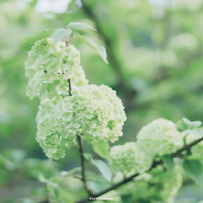 #VSCO##hello四月##遇見春光#
夏日將至，雨季凝結 ?
攝影@川淺小蘇打