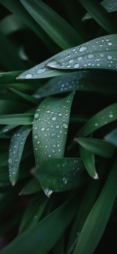 iPhone壁纸 植物 一颗酸苹果