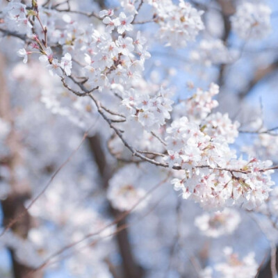 阿书 ins风唯美樱花蓝白背景图