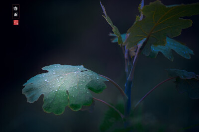 更多美图关注公众号：东琐西碎
春雨
p1-2:@月下黄昏
p3:@苗岭山人
p4:@宋宋iz
p5:@西瓜英雄
p6:@小神鹿的小神驴
p7:@王小多
p8:@存心
p9:@约翰馬