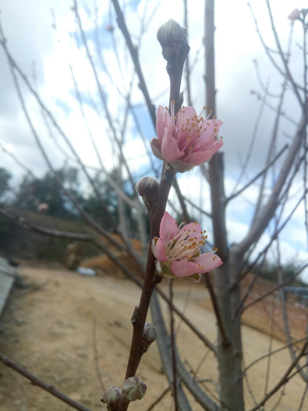 桃花