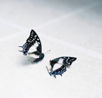 小芙蝶 堆糖 美图壁纸兴趣社区