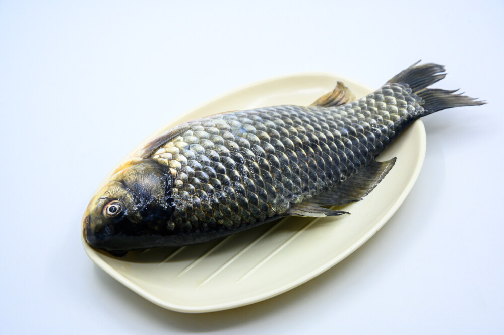 鲫鱼 生物 水生生物 水产品 海产品 鱼类 海鲜 狗杠鱼 推浪鱼 沙逛鱼 地龙鱼 天浪鱼 光鱼 海鱼 新鲜 动物 海洋动物 室内 食材 食物 待加工 烹饪 野生鱼 捕捞 特写 黑色背景 容器 简单背景 白瓷盘 瓷器 整条鱼 饮食 营养丰富 中国 葱 大葱 蒜 大蒜 辣椒 红色 辛辣 佐料 调料
