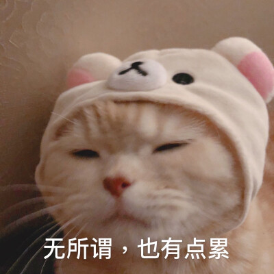 可爱猫咪表情包
©橘猫沙梨sally