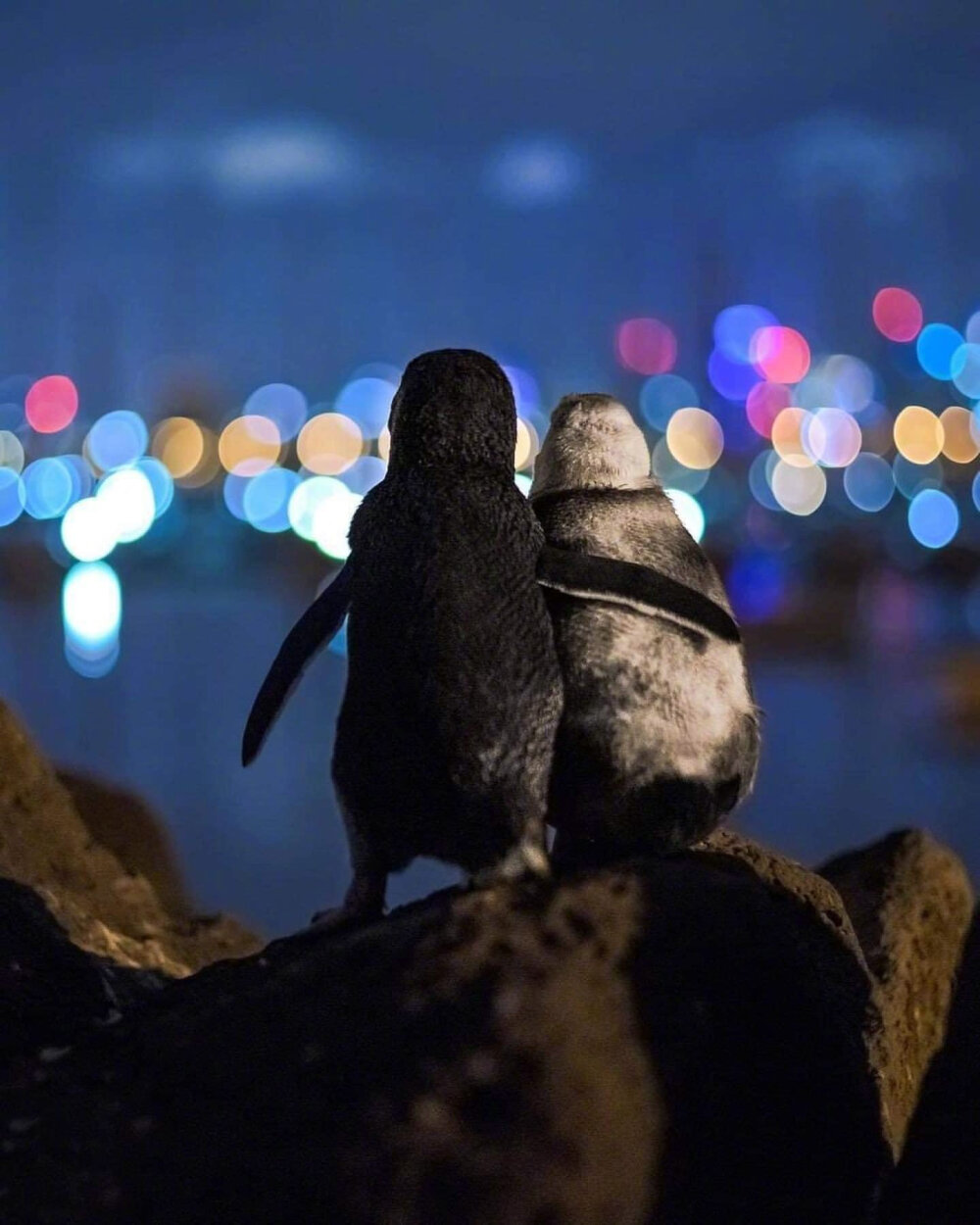 两只企鹅观赏墨尔本夜景。简直像皮克斯电影的场面。