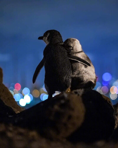 两只企鹅观赏墨尔本夜景。简直像皮克斯电影的场面。