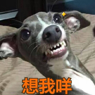 哈哈哈哈哈哈