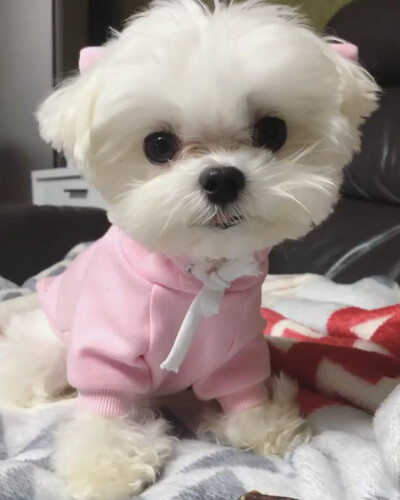 可爱萌宠头像
狗狗头像#马尔济斯犬(◦˙▽˙◦)
