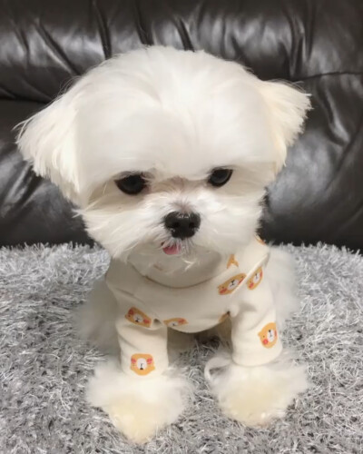 可爱萌宠头像
狗狗头像#马尔济斯犬(◦˙▽˙◦)
