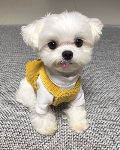 可爱萌宠头像
狗狗头像#马尔济斯犬(◦˙▽˙◦)
