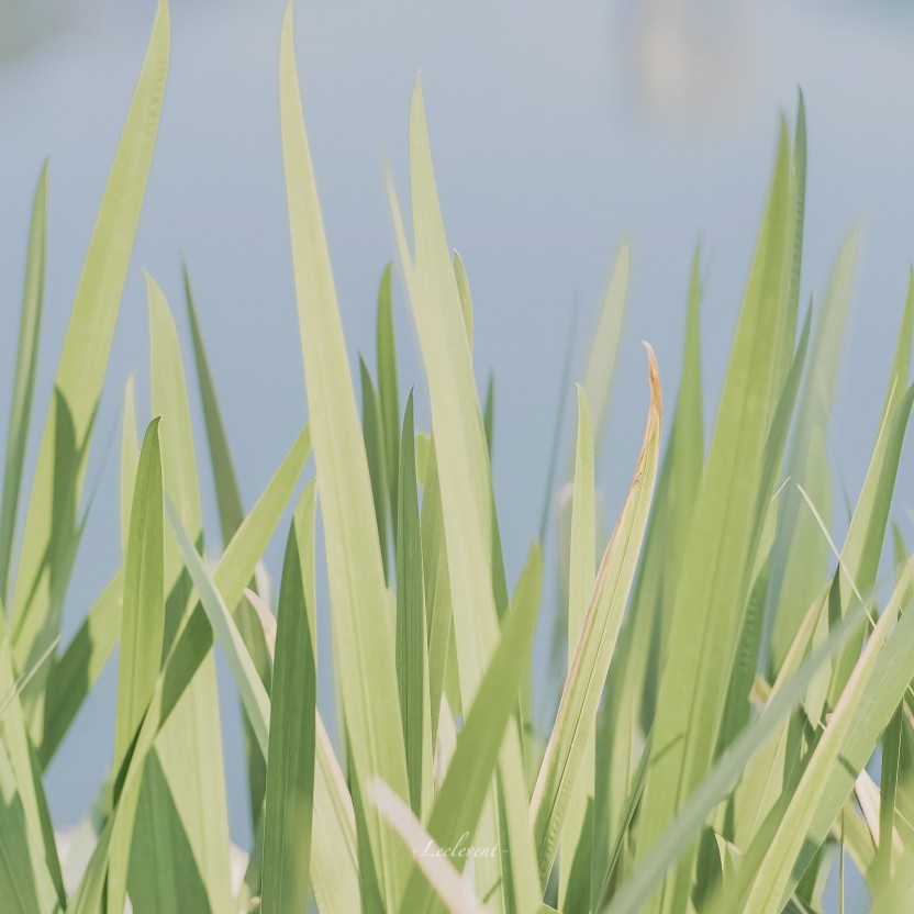 #摄影#
春日仪式感
摄影@-Leeleven-