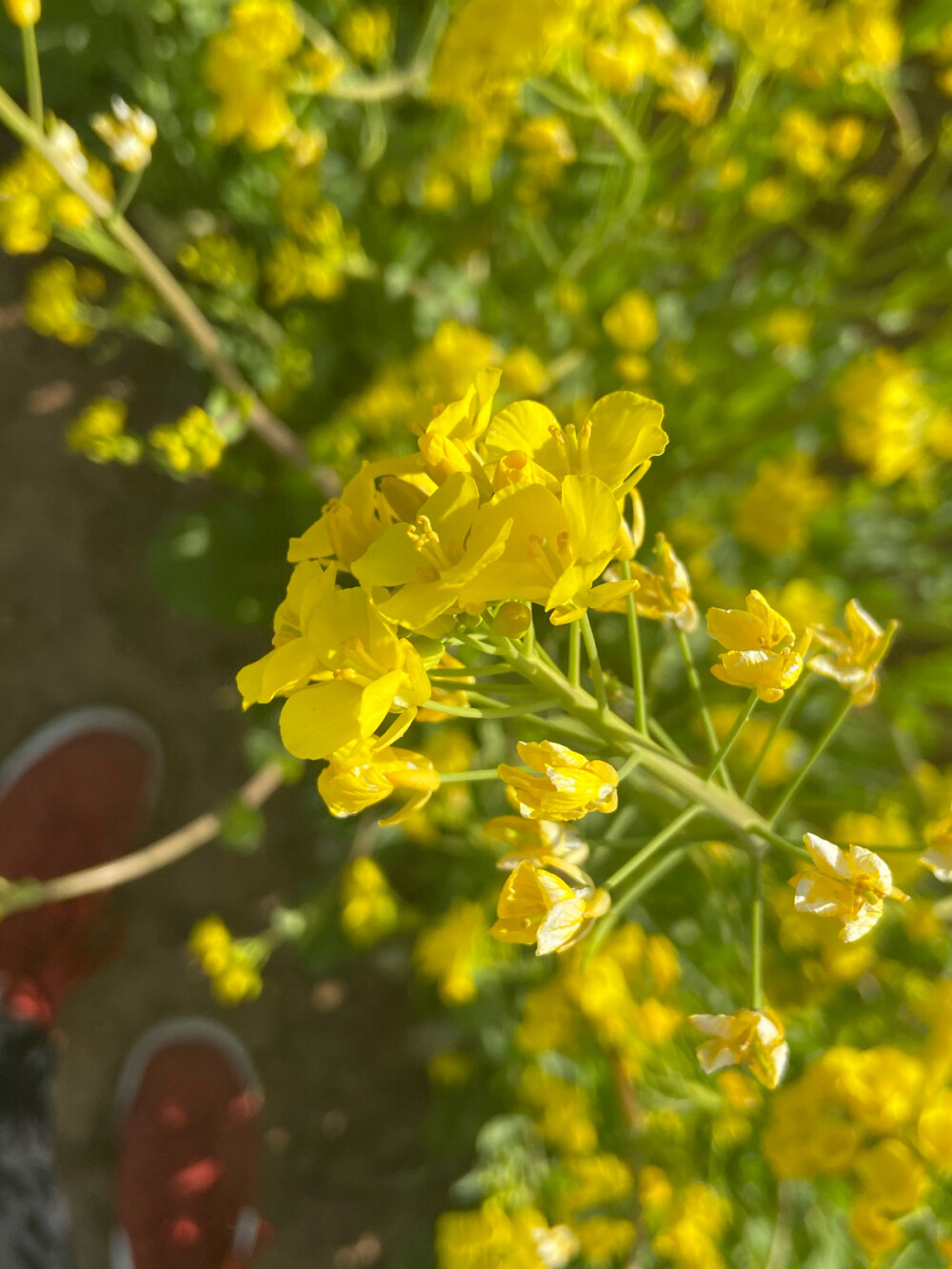 油菜花～