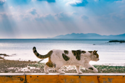 花哥拍的可爱流浪猫们。微博：@喵呜不停