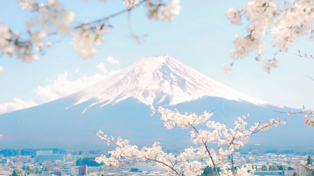 樱花 日本 背景 朋友圈背景