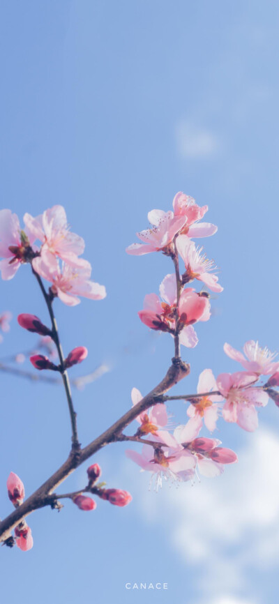 枝头微花