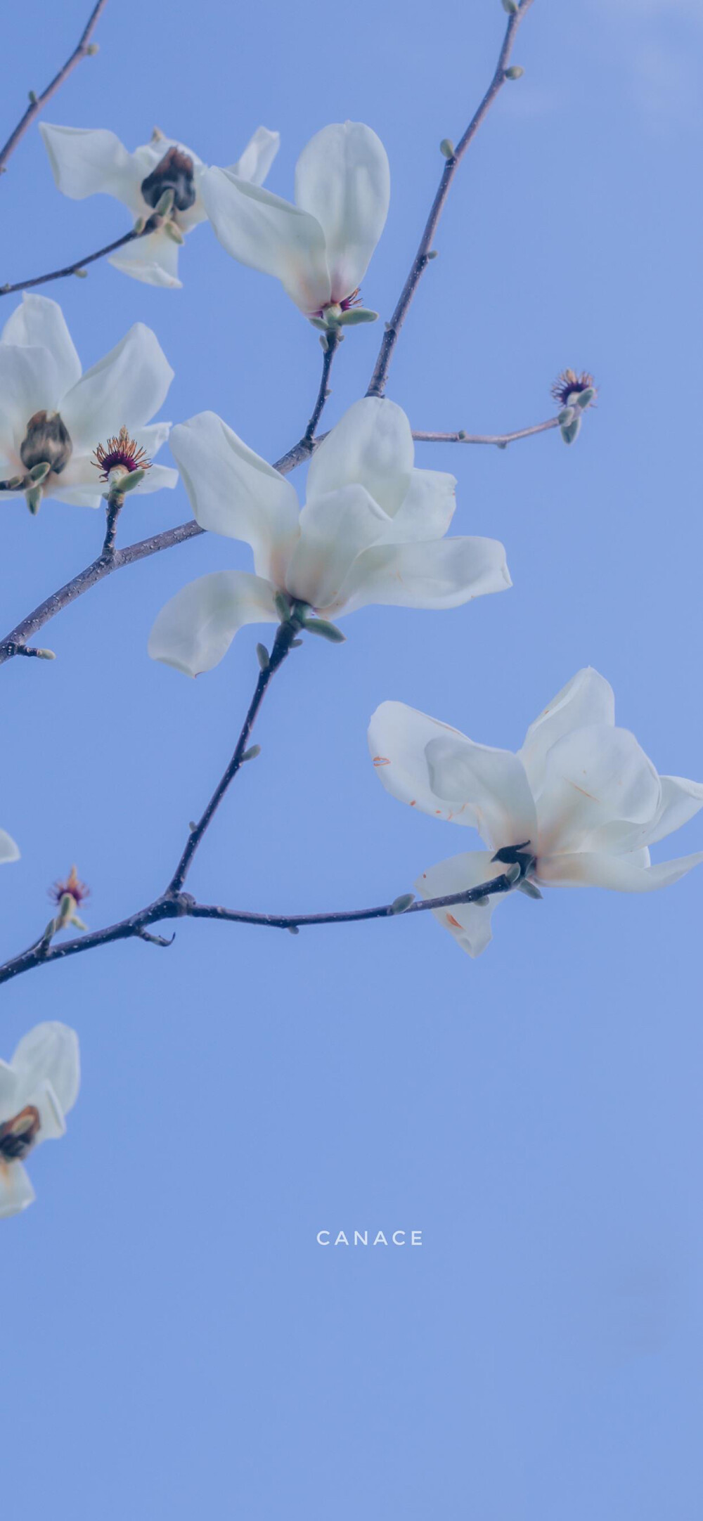 枝头微花