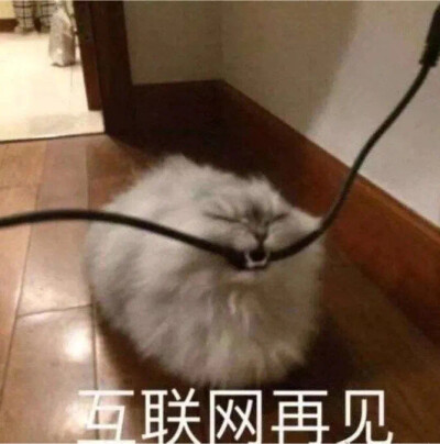 猫猫表情包 互联网再见 咬断网线