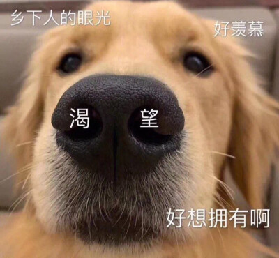 狗狗表情包 渴望 乡下人的目光