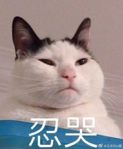 猫猫表情包 忍哭