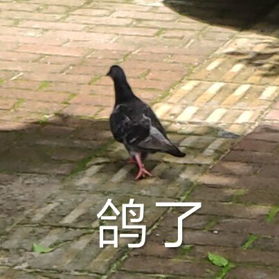 鸽了鸽子表情包