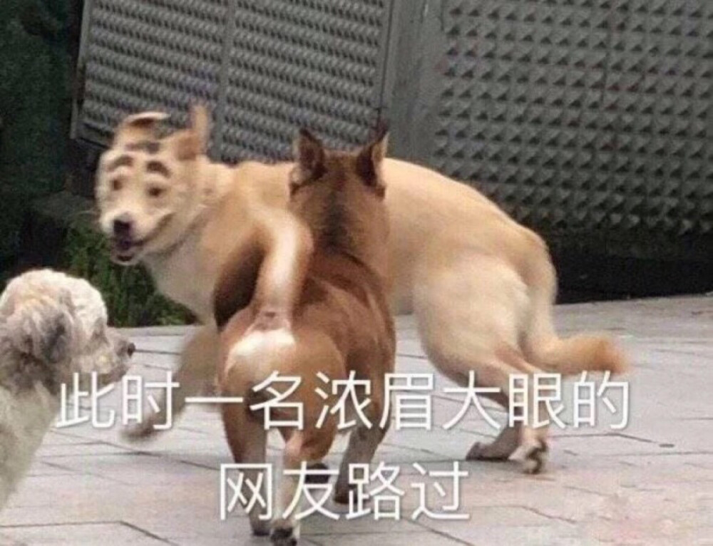 狗子表情