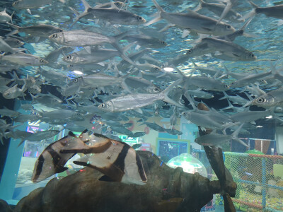 水族馆