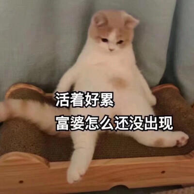 超可爱的猫咪表情包
拿图求关注