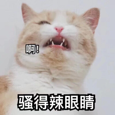 超可爱的猫咪表情包
拿图求关注