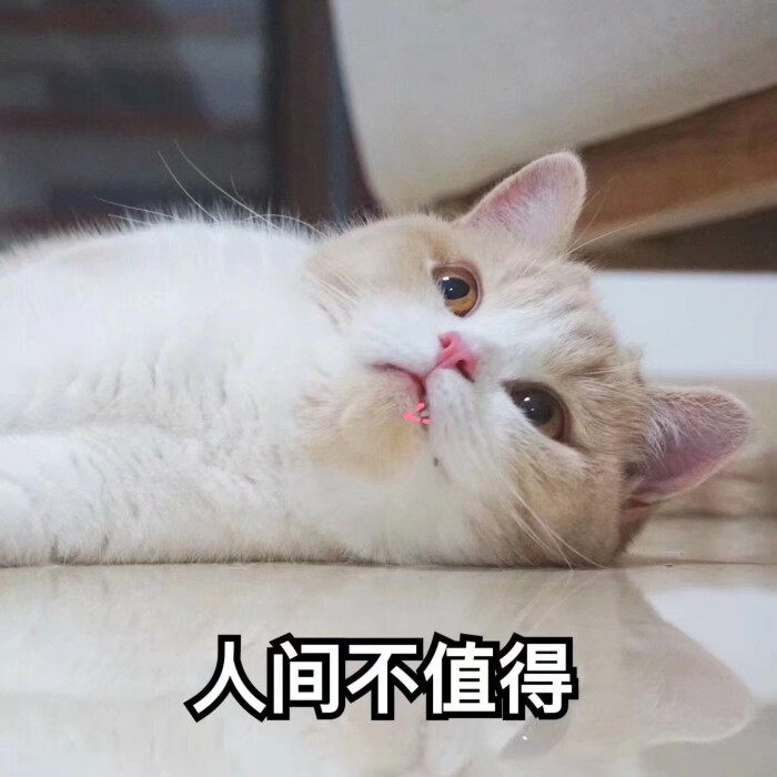 超可爱的猫咪表情包
拿图求关注