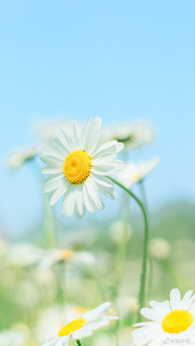 #摄影#
花、少年
/
摄影@梁木辛_
#手机壁纸##hello四月# ​