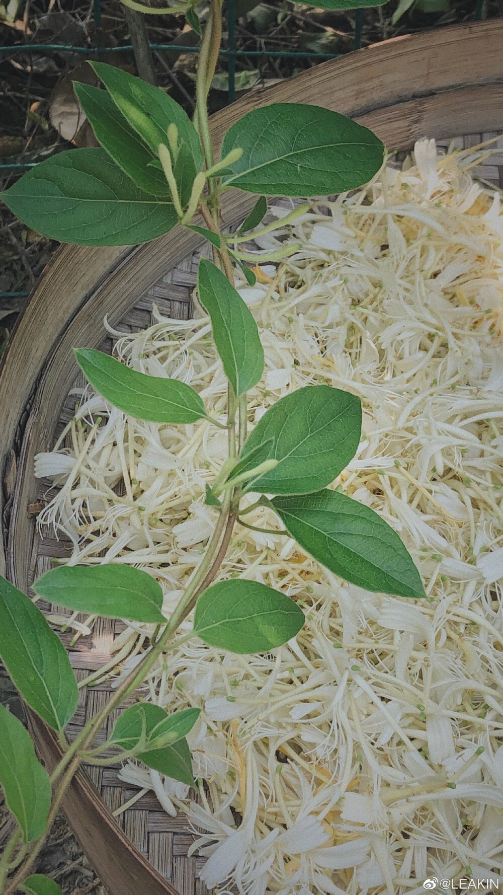 金银花
图源微博