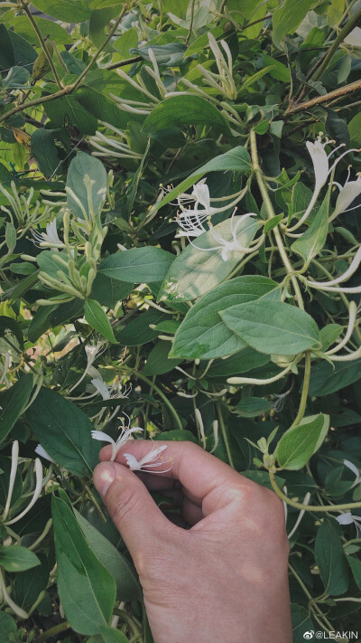 金银花
图源微博