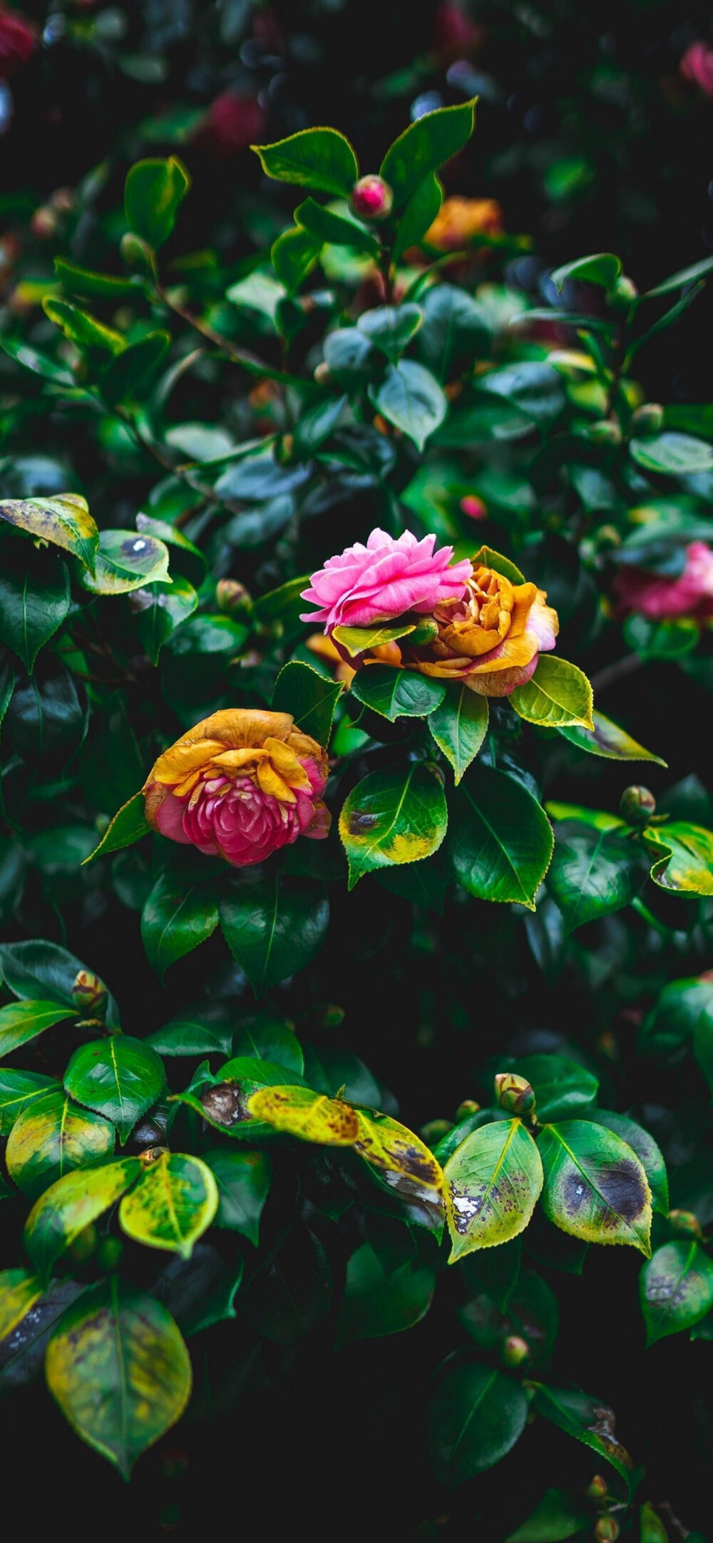 iphonex全屏壁纸  山茶花 一颗酸苹果