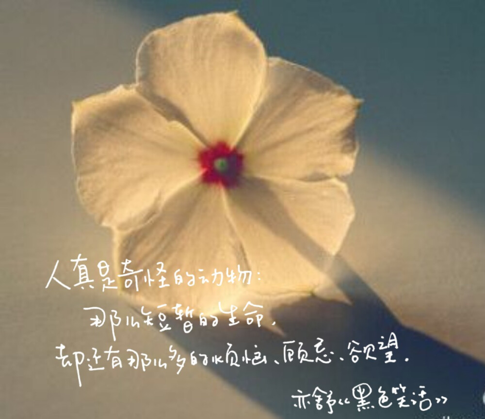 文字 亦舒语录 手写