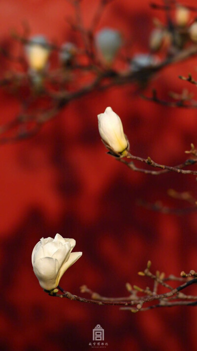 玉兰花 壁纸