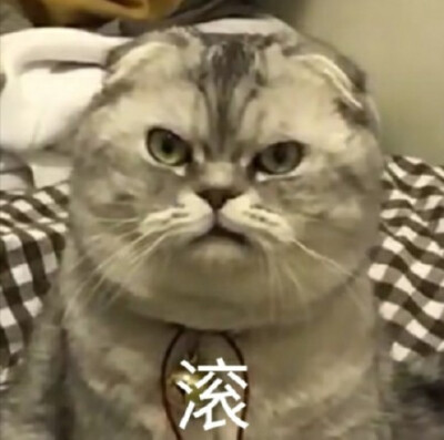 滚（凶狠猫）