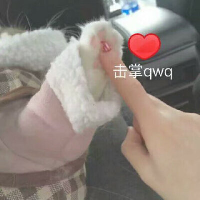 击掌 qwq（猫爪）