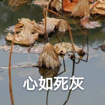 心如死灰（枯死荷叶）