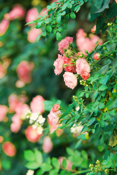 【原创】《词.长相思.蔷薇》
藤满巷，花满巷，风恋尘香穿回肠，命依光阴长。
蜜蜂忙，蝴蝶忙，云弄氤氲荡芬芳，运顺三元旺。
文/以人为本（@一诗一文 ）
#诗词# #春天#