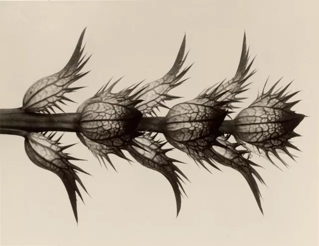 Ad Campaign的植物摄影部分便是来自植物摄影领域的先驱Karl Blossfeldt。在1898-1932年间，他在柏林以植物为原型来教授雕塑课程。因此教学需要使得他开始拍摄植物，然而随后他便疯狂地迷恋在植物形态本身的艺术化结构当中。