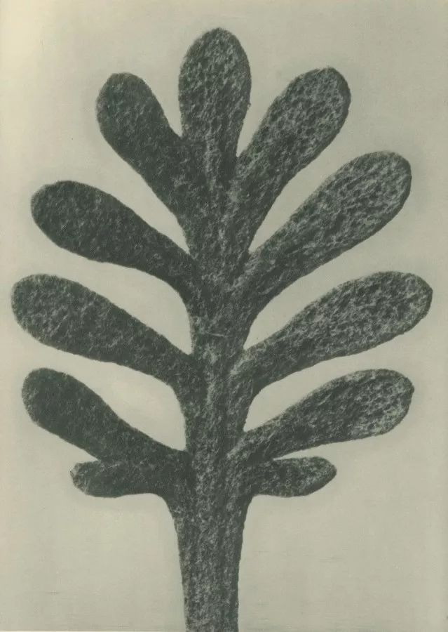 Ad Campaign的植物摄影部分便是来自植物摄影领域的先驱Karl Blossfeldt。在1898-1932年间，他在柏林以植物为原型来教授雕塑课程。因此教学需要使得他开始拍摄植物，然而随后他便疯狂地迷恋在植物形态本身的艺术化结构当中。