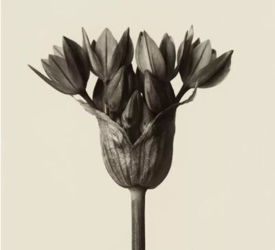 Ad Campaign的植物摄影部分便是来自植物摄影领域的先驱Karl Blossfeldt。在1898-1932年间，他在柏林以植物为原型来教授雕塑课程。因此教学需要使得他开始拍摄植物，然而随后他便疯狂地迷恋在植物形态本身的艺术化结…