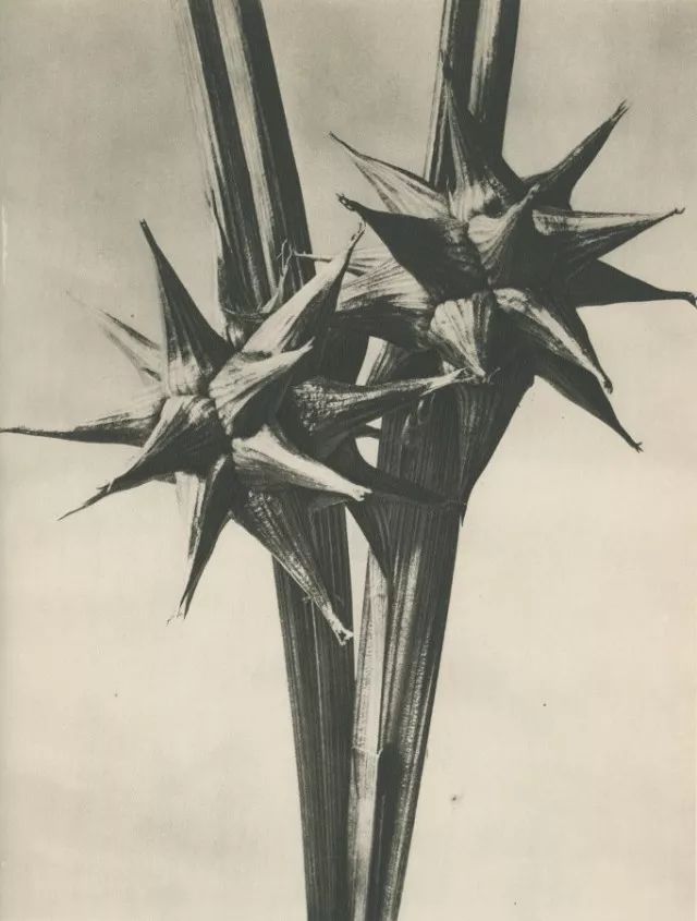 Ad Campaign的植物摄影部分便是来自植物摄影领域的先驱Karl Blossfeldt。在1898-1932年间，他在柏林以植物为原型来教授雕塑课程。因此教学需要使得他开始拍摄植物，然而随后他便疯狂地迷恋在植物形态本身的艺术化结构当中。