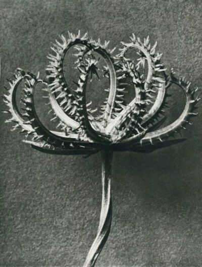 Ad Campaign的植物摄影部分便是来自植物摄影领域的先驱Karl Blossfeldt。在1898-1932年间，他在柏林以植物为原型来教授雕塑课程。因此教学需要使得他开始拍摄植物，然而随后他便疯狂地迷恋在植物形态本身的艺术化结…