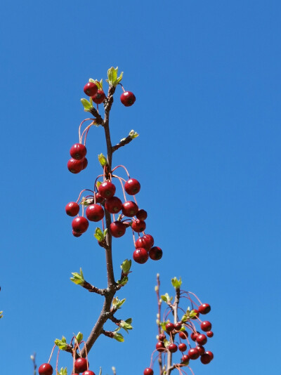 【原创】《秋果春芽同辉》
去年秋天的红豆
现已饱经风霜
树上春天的嫩芽
像披上新妆
红豆冬天漫长的执守
为的就是要看今天嫩芽的笑脸
谁说隔辈亲是人类的专属
这红这绿
相守相依
同样是生命的欢聚一堂
图文/老城
202…