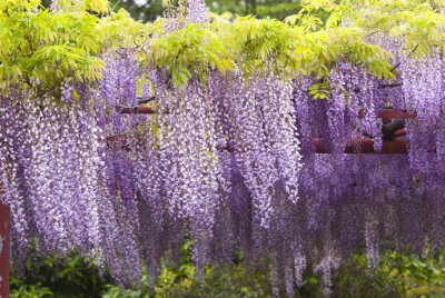 【原创】《男人都很简单》
其实，男人都很简单
他们不矫揉造作
喜欢就是喜欢
厌恶就是厌恶
对于看不起的人
哪怕有钱
哪怕有权
也不会卑躬屈膝
男人真的很简单
遇到肝胆相照的朋友
大碗喝酒
一醉方休
甚至也会不皱眉…