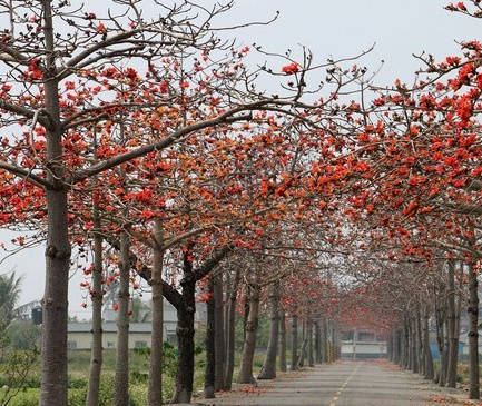 【原创】《春的背影》
——快开学了，请为孩子们准备好口罩、免洗消毒液，更重要的是防疫教导。
谷雨冒着寒风来到人间
青果被棉袄扔进冷
叶芽抖着牙包
娉婷裹着袄
口罩下，嘴角不能上翘
花伞郁郁寡欢，在街巷飘摇
夜空湿冷，点不亮月圆
黑暗躺在眼角，挂满树梢
火炉生起尴尬的苦笑
欲将四月烘烤
希望在春的背影里煎熬
立夏踮着脚
在等待里，皱着焦
文/南乡隐子（@一诗一文 ）
#诗词# #情感#