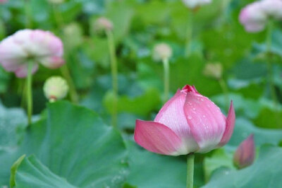 【原创】《踏春》
阳光毫不矜持的洒下
万物生长
这季节 已被
昨夜的雨
悄然洗净
青山绿水
一树繁花
就解锁了你的视觉
不够 远远不够
淙淙流水
布谷鸟啼
就解锁了你听觉
不够 远远不够
泥土芬芳
醉人花香
…