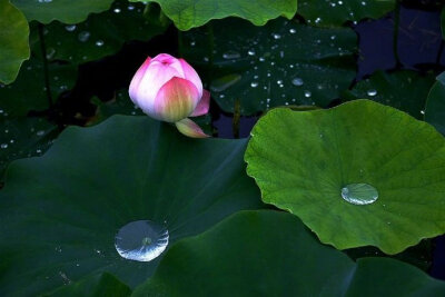 【原创】《踏春》
阳光毫不矜持的洒下
万物生长
这季节 已被
昨夜的雨
悄然洗净
青山绿水
一树繁花
就解锁了你的视觉
不够 远远不够
淙淙流水
布谷鸟啼
就解锁了你听觉
不够 远远不够
泥土芬芳
醉人花香
…